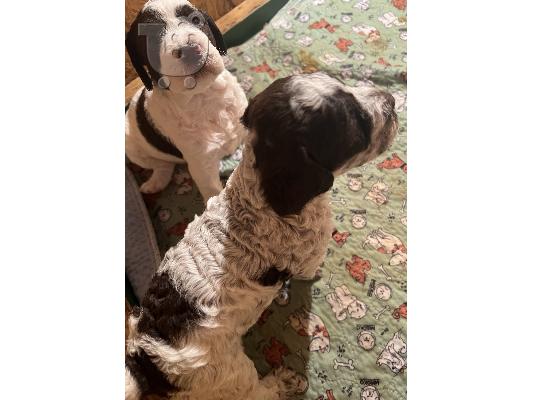 Lagotto romagnolo κουτάβια