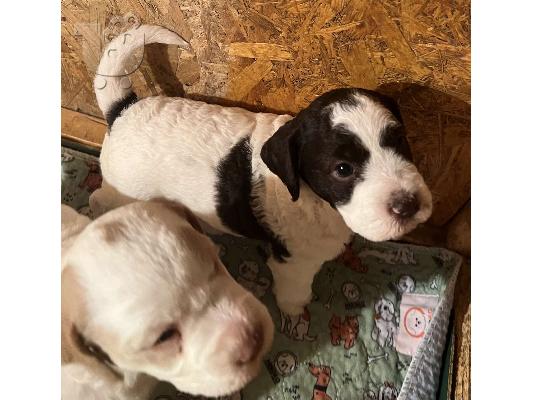 PoulaTo: Lagotto romagnolo κουτάβια