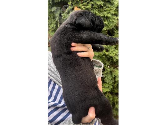 Νοτιοαφρικανικό Mastiff Boerboel κουτάβια προς πώληση