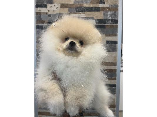 Κουτάβια Pomeranian από εισαγόμενους γονείς