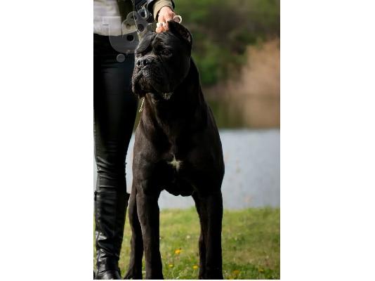 Cane Corso Kane Korso ΚΟΡΥΦΑΙΑ ΠΟΙΟΤΗΤΑ