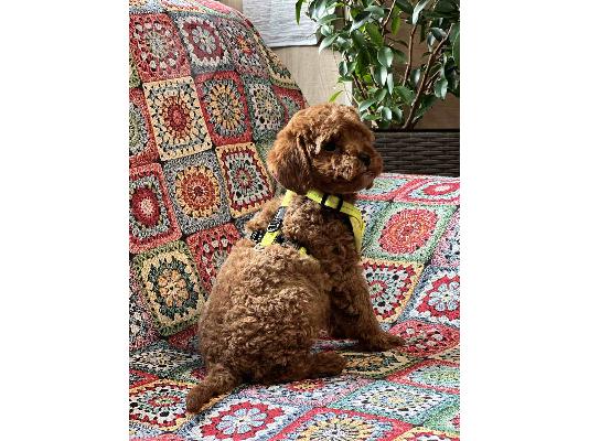PoulaTo: Κουτάβια Toy Poodle προς πώληση