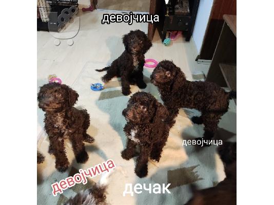 Lagotto Romagnolo szczenięta na sprzedaż
