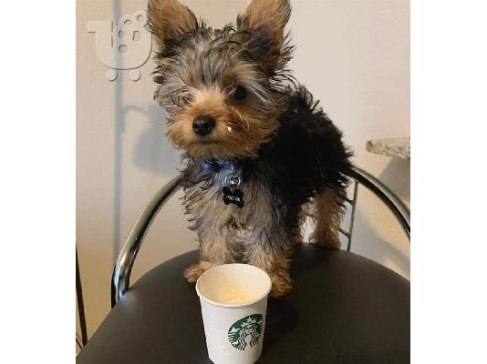 PoulaTo: Yorkie terrier