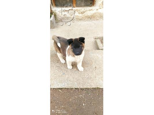 American Akita - Αμερικανικό Ακίτα