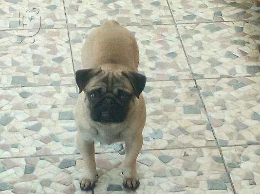 pug θηλυκο 11 μηνων κ αρσενικο 2,5 ετων