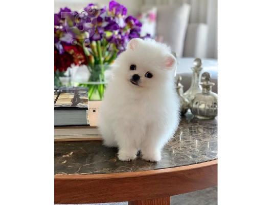 PoulaTo: Υγιή σπιτικά μεγαλωμένα κουτάβια Pomeranian