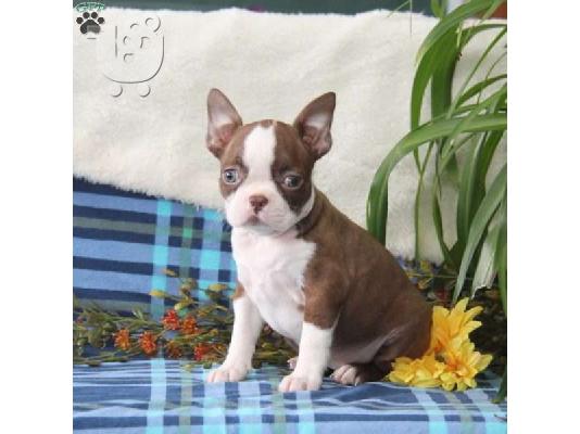 PoulaTo: Super Adorable Boston Terrier κουτάβια