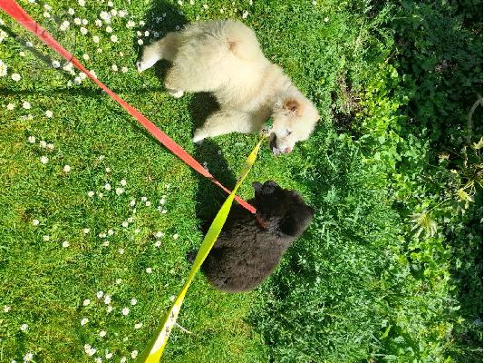 Αξιολάτρευτα κουτάβια Chow Chow