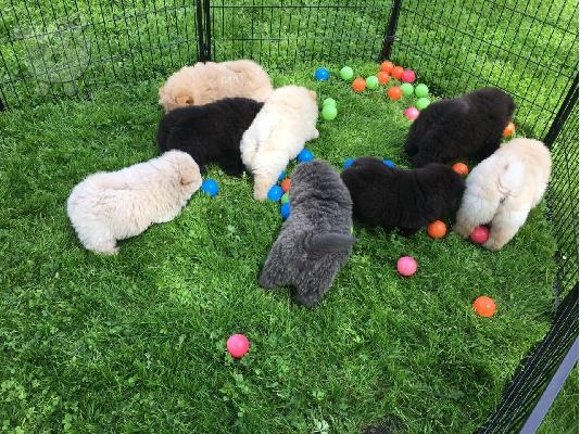 Όμορφη αρσενική και θηλυκή Chow Chow Ανάγκες Νέο σπίτι...