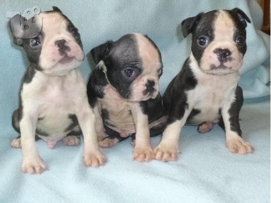 PoulaTo: Lovely Boston Terrier Pups kontaktirajte me preko (whatsapp 32460219218) ili (viber 237679571657)