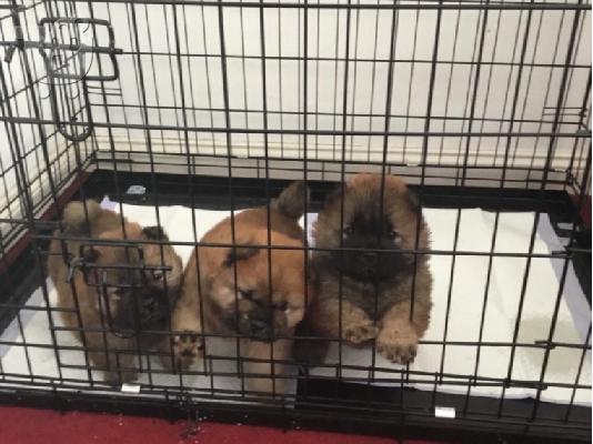 PoulaTo: Cute Chow Chow κουτάβια διαθέσιμα για την υιοθεσία
