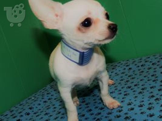 κουτάβια chihuahua