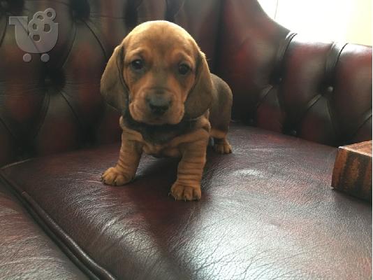 Μικροσκοπικά κουτάβια Dachshund