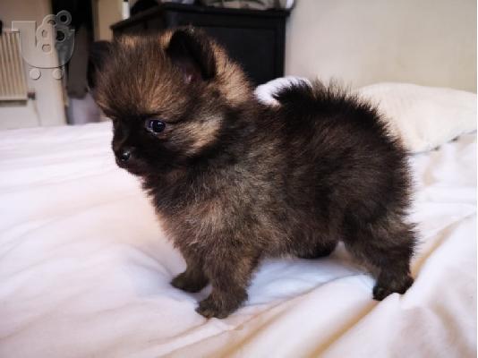 PoulaTo: Pomeranian Puppies προς πώληση
