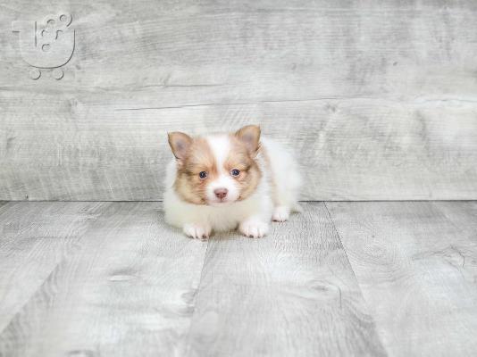 Δύο ωραία T-Cup Pomeranian Puppies