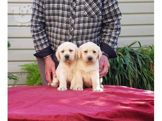 PoulaTo: Labradol Retriver Puppies For You.