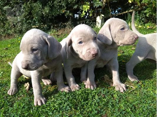 PoulaTo: Κουτάβια Weimaraner έτοιμα