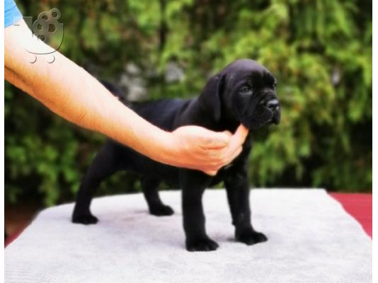 Cane Corso κουτάβια