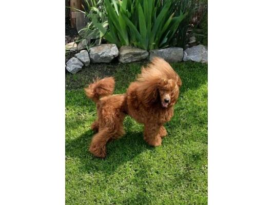 Κόκκινο Toy Poodle