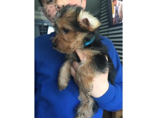 PoulaTo: Yorkshire Terrier Puppies For Adoption