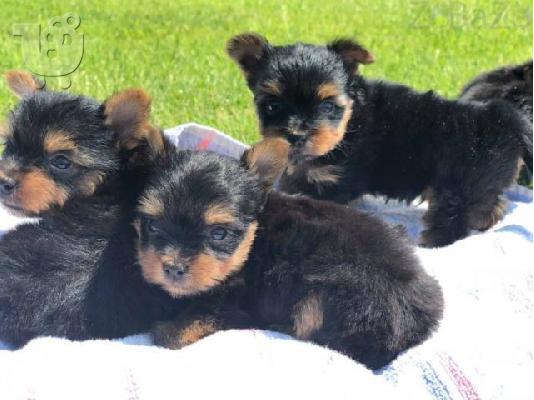 Katharóaima mikroskopiká koutávia Yorkie