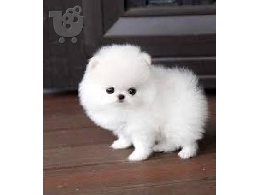 Προσφορά χαριτωμένων κουταβιών Pomeranian