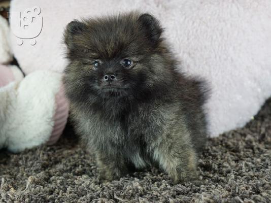 Σπάνιο εξωτικό χρώμα Πανέμορφα αγόρια Pomeranian