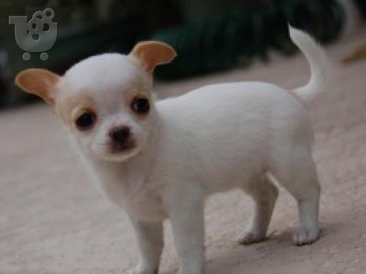 Chihuahua psi i štenad kontaktirajte me preko