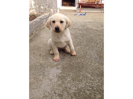 ΧΑΡΙΖΟΝΤΑΙ ΚΟΥΤΑΒΙΑ ΗΜΙΑΙΜΑ LABRADOR