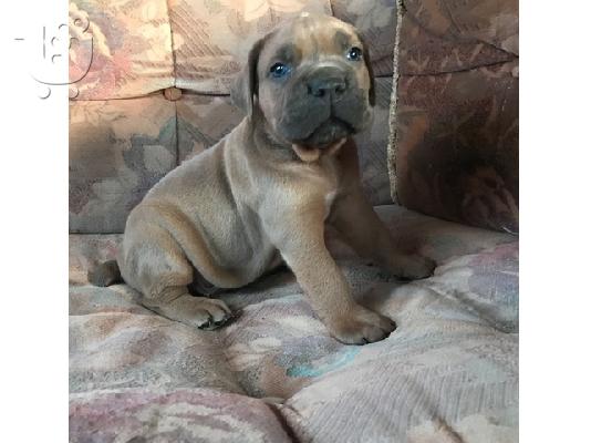PoulaTo: Πωλούνται όμορφα κουτάβια Cane Corso