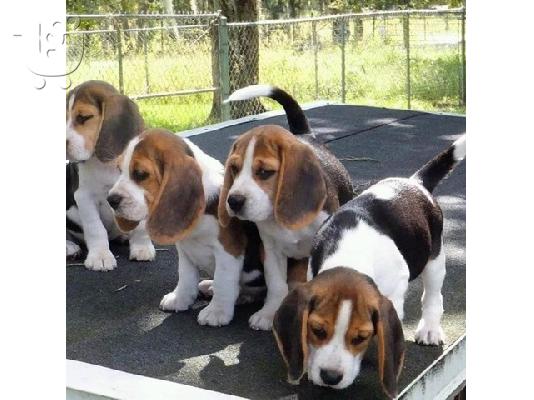 Εδώ παρουσιάζουμε τα υπέροχα κουτάβια Beagle μας έτοιμα να ξαναστήσουν,...