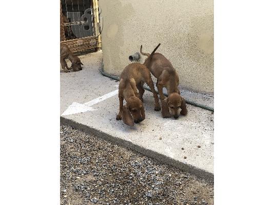 Πωλούνται καθαρόαιμα κουτάβια ΣΕΓΚΟΥΤΣΙ