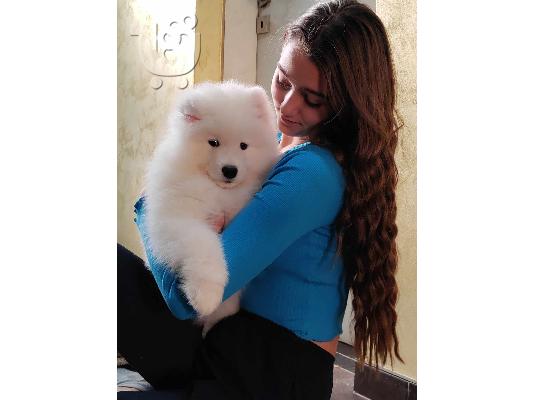 Samoyed κουτάβια