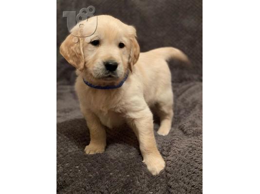 Υπέροχα εγγεγραμμένα KC Pedigree Labrador κουτάβια