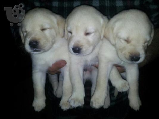 LABRADOR