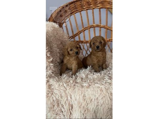 Poodle Toy σκούρο βερίκοκο