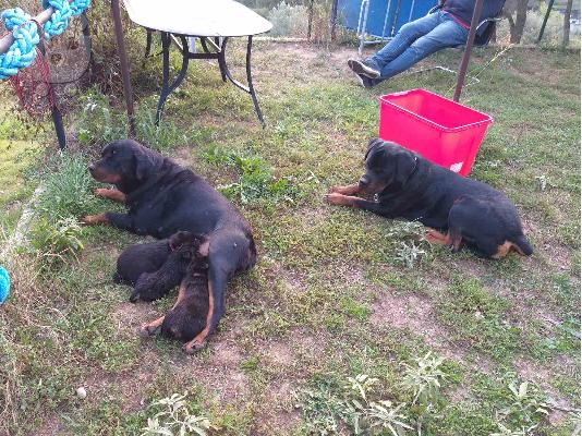Αρσενικό Rottweiler 50 ημερών άριστα μορφολογικά .