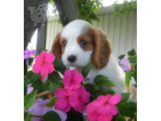 PoulaTo: Cavalier King κουτάβια