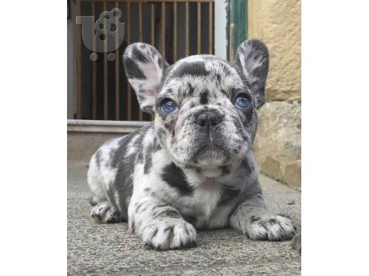 PoulaTo: French bulldog merle