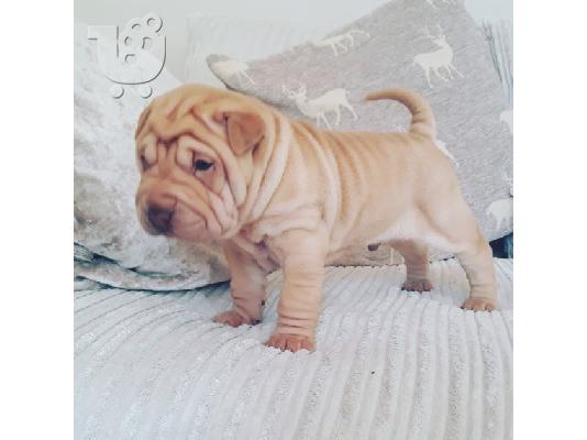 PoulaTo: Shar pei