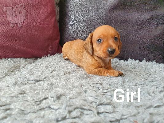 Όμορφα κουτάβια dachshund+34634098453
