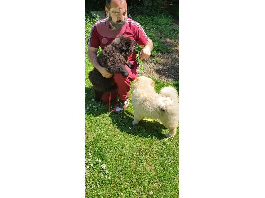 Αξιολάτρευτα κουτάβια Chow Chow