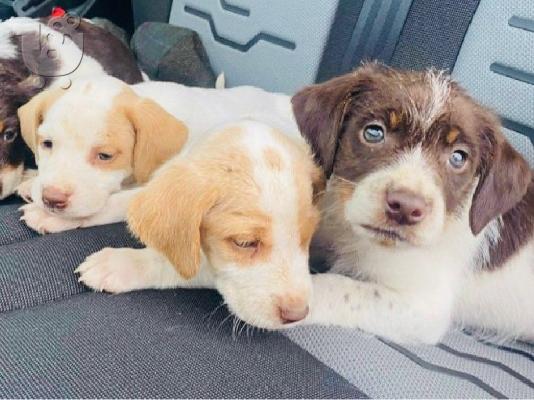 PoulaTo: Διαθέσιμα όμορφα κουτάβια Beagle