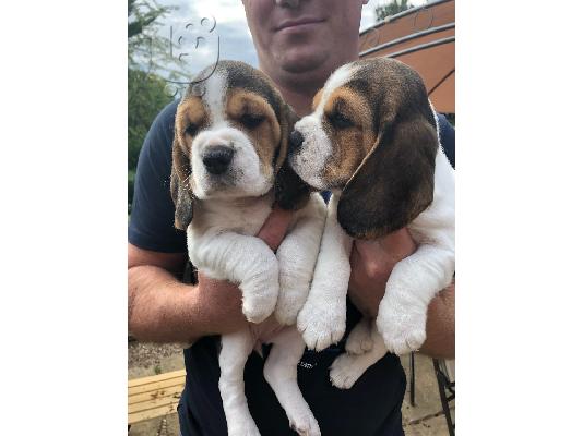 PoulaTo: Όμορφη γενεαλογία Beagle Pups Pra Clear