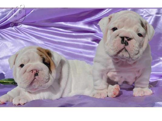 PoulaTo: english bulldog for adoption