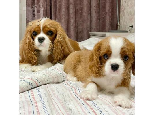 PoulaTo: Διατίθενται κουτάβια Cavalier King Charles Spaniel