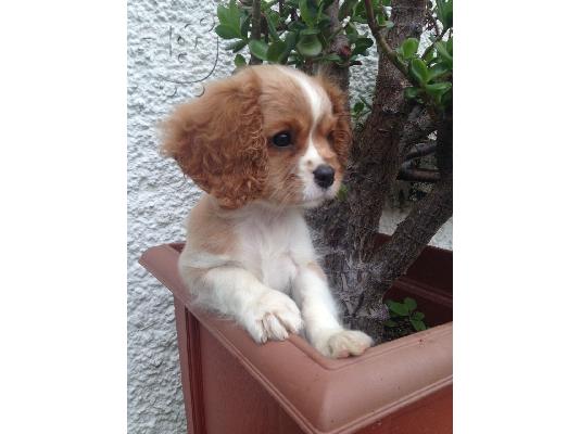 PoulaTo: King of Cavaliers Charles κουτάβια.