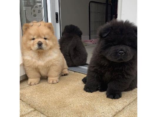Το εντυπωσιακό Chow chow είναι έτοιμο για υιοθέτηση
