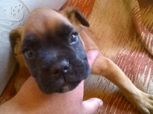 μποξερ boxer